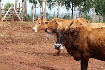 Thai cow standing in the grass field