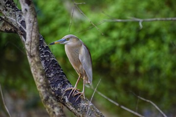 bird on a branch
