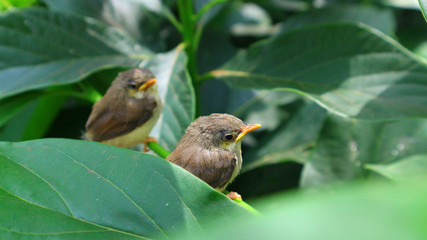 Small birds are singing branches, green background, solar  