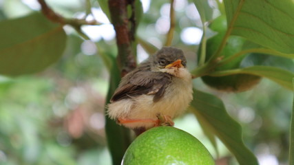 Small birds are singing branches, green background, solar  