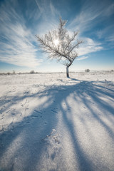 Lonely tree in winter garssland