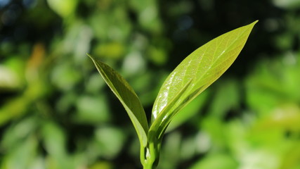The young leaves of the tree have water on the island.