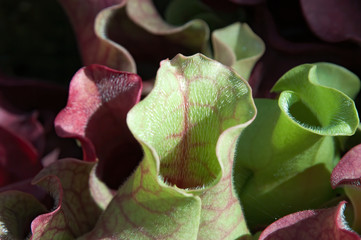 Sydney Australia, close up of silvery hairs at entrance to tubes of a Sarracenia purpureas plant 