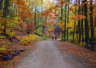 road in autumn forest