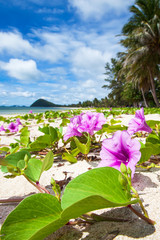 Beautiful tropical beach on sunny summer.