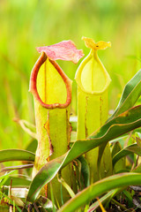 Close-up shot of red and green Nepenthes.