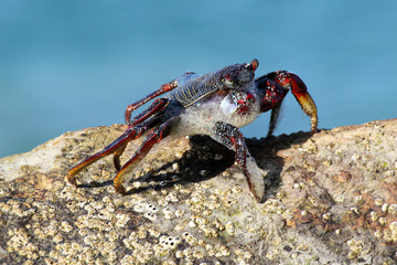 rote_Klippenkrabbe
