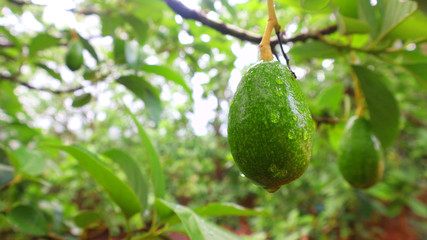 Avocado varieties Hass the meat is delicious.
