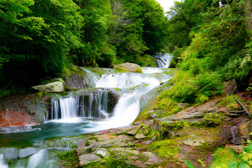 Obraz premium Oshidori Taki