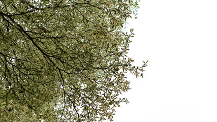 Fresh Green leaf isolated on white background