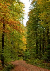 autumn in the forest