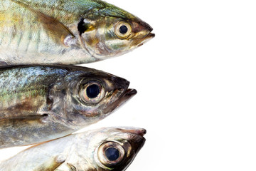 Selar crumenophthalmus ,Bigeye scad ,fish isolated on white background