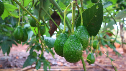 Avocado varieties Hass the meat is delicious.