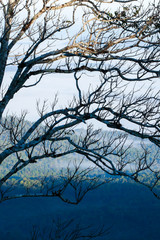 Abstract art of bare branches of wild tree.