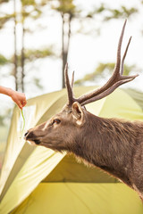 Tourist feeding Sambar stag at campsite.