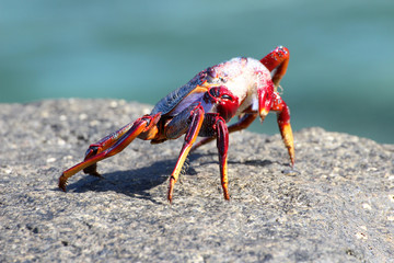 rote_Klippenkrabbe