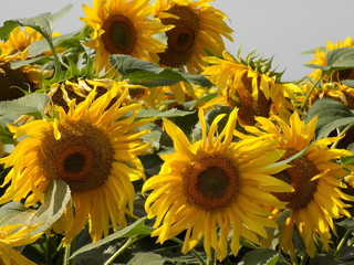 Summer. Blooming sunflowers. Solar plants are drawn to the sun's rays.