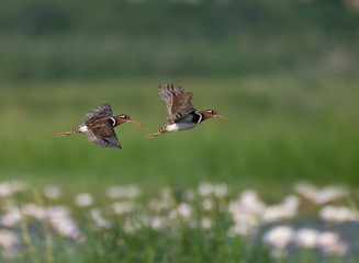 Painted-snipe flying over flowers
