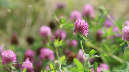 Flowering red clover summer day in the meadow