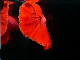 Red Betta fish action on black background.