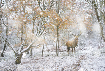 Fototapeta premium Beautiful red deer stag in snow covered festive season Winter forest landscape in heavy snow storm
