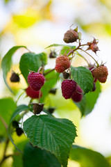 Ripe red raspberry growing on bush. Selective focus