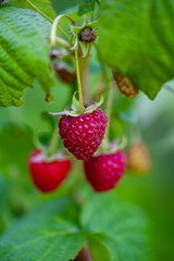 Ripe red raspberry growing on bush. Selective focus