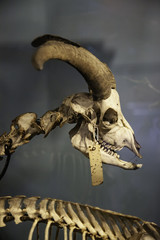 Fototapeta premium Goat skeleton