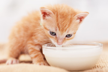 Cute ginger kitten tasting milk from a bowl