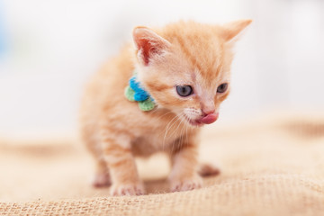 Fototapeta na wymiar Cute ginger kitten licking its mouth - close up
