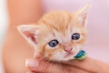 Cute ginger kitten with pleading eyes - close up portrait