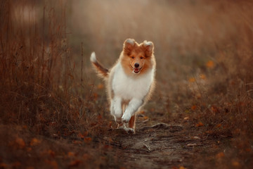 Naklejka na ściany i meble red puppy collie male runs along the trail in autumn, looks straight, jumps, brown grass, leaves