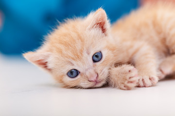 Fototapeta premium Cute ginger kitten lying on white table