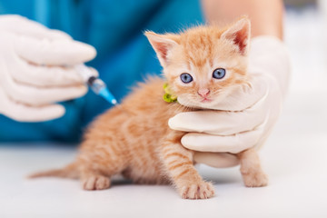 Cute kitten getting a vaccine at the veterinary