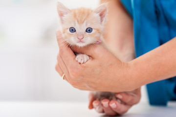 Cute ginger kitten in woman hands - close up