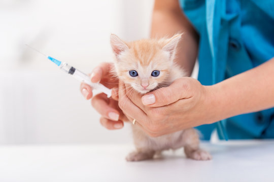 Small kitten at the veterinary clinic about to get a vaccine