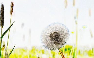 Close up of a  common dandelion blow ball © lehmannw