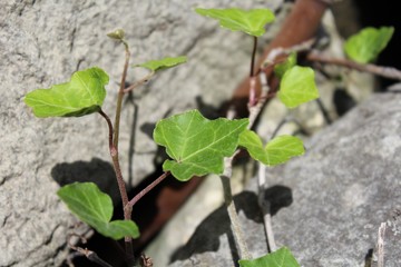 Plant Close Up