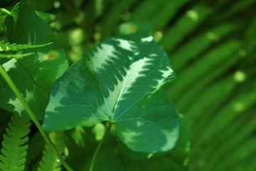 Green Leaves