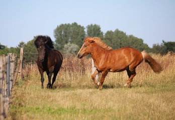 Obraz premium two different brown icelandic horses are running together on the paddock