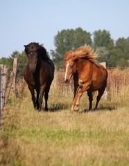 two different brown icelandic horses are running together on the paddock