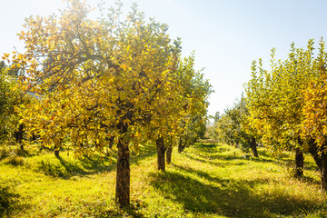 Leaf fall in the park in autumn. Landscape with maples and other trees
