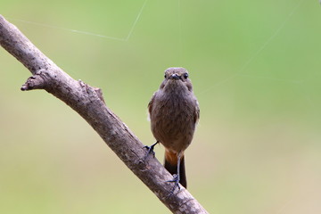 bird on a branch