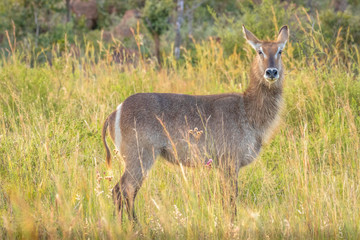 Female waterbuck (Kobus ellipsiprymnus) looking into the camera, Welgevonden Game Reserve, South Africa.