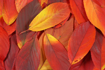 Red autumn leaves in a heap
