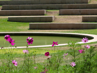 Pink flowering plants in an urban park.
