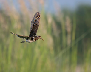 Painted-snipe flying