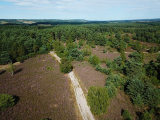 Aerial view of a path in heath land and heather 