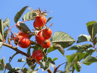 Summer Sunny day. Ripe rose hips-a source of vitamin C. Bunches of red berries hanging on the...