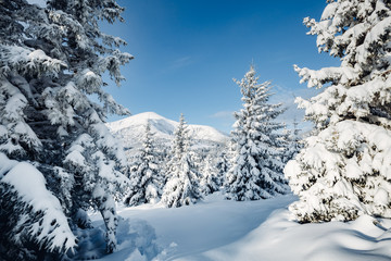 Magical image of spruces glowing by sunlight. Carpathian national park, Ukraine, Europe.